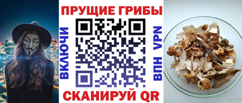 Купить где  Суздаль  Галлюциногенные грибы MAGIC MUSHROOMS 